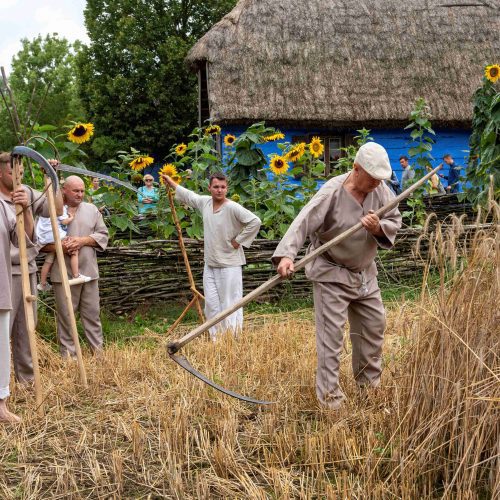 Żniwa w skansenie – podróż w czasie