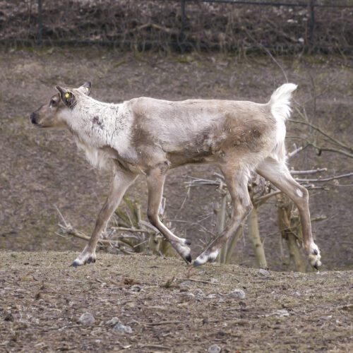 Nowy renifer fiński zamieszkał w płockim ZOO