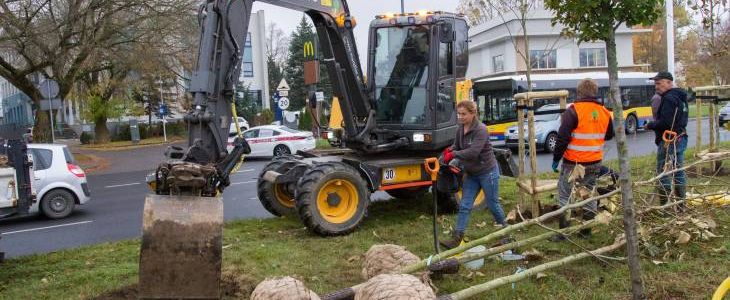 Dwóch pracowników wykonawcy zabezpiecza posadzonego platana i dosypuje żyznej ziemi. Obok stoi koparka, a przed nią leżą trzy platany, czekające na posadzenie
