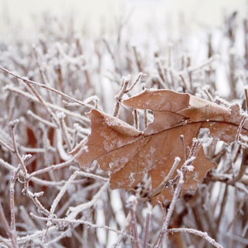 Ostrzeżenie meteo – przymrozek