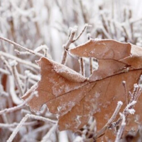 Ostrzeżenie meteo – przymrozek