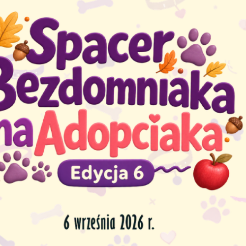 Wybierz się na spacer z podopiecznymi schroniska