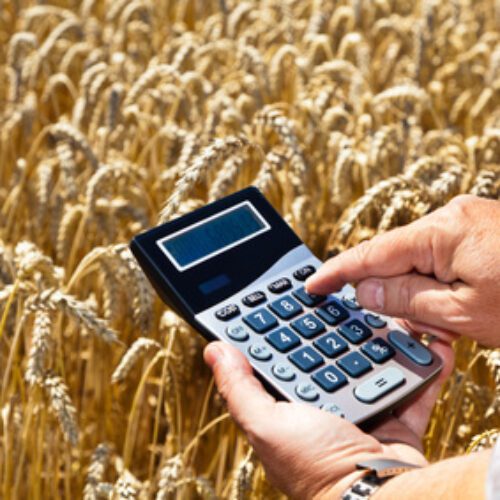 Zgłaszanie szkód w uprawach powstałych w wyniku oddziaływania wysokich temperatur