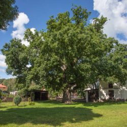 drzewo - pomnik przyrody